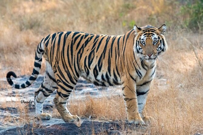 05 Days - Private Luxury Golden Triangle Tour with Ranthambore - Key Highlights I’d Book For