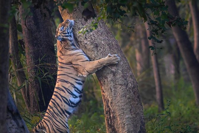 05 Days - Private Luxury Golden Triangle Tour with Ranthambore - Private Luxury Golden Triangle Plus Ranthambore in 5 Days