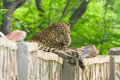 05 Days - Private Luxury Golden Triangle Tour with Ranthambore - Getting Around: Pickup, Private Car, and Real Travel Time