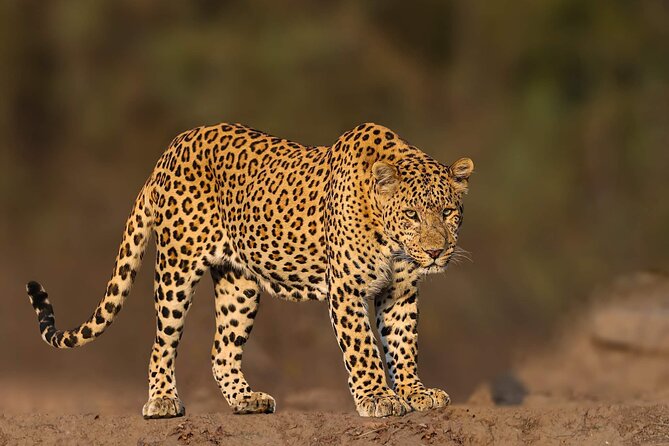 05 Days - Private Luxury Golden Triangle Tour with Ranthambore - Sunrise Agra: The Taj Mahal and Agra Fort Without Wasted Time