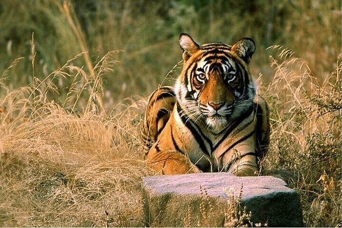 08 Days Golden Triangle Tour with Ranthambore and Jhalana Safari - Key Points You Should Notice