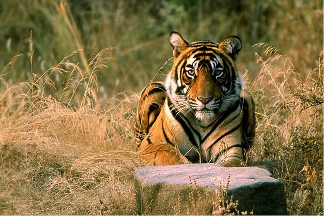 14 Days Golden Triangle with Wildlife Safari & Heritage Rajasthan - The Big Picture: Golden Triangle Plus Wildlife Safari and Heritage