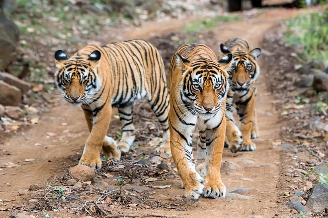 2-Day Ranthambore Safari with Sunrise view of Taj Mahal - Key highlights you should care about