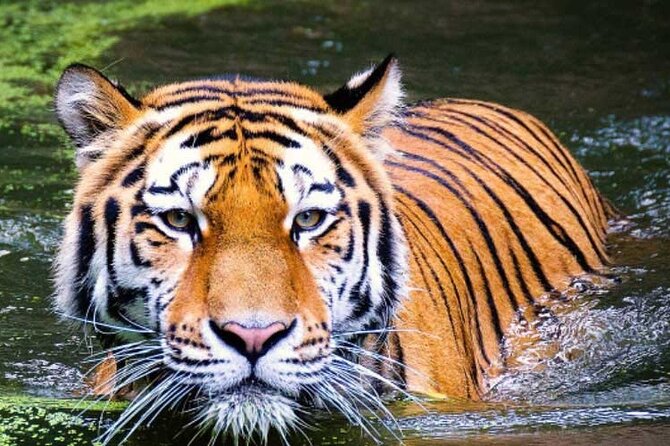 2-Day Ranthambore Safari with Sunrise view of Taj Mahal - Two days, two icons: Taj Mahal sunrise plus Ranthambore tigers