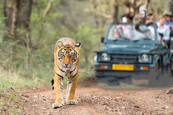 2-Day Ranthambore Safari with Sunrise view of Taj Mahal - The drive to Ranthambore: expect long-road reality