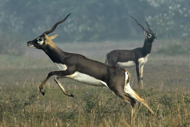 2-Day Ranthambore Safari with Sunrise view of Taj Mahal - What’s included (and what you’ll handle yourself)