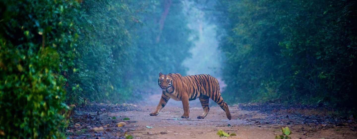3- Day Jim Corbett National Park Tour - Key things to know before you go