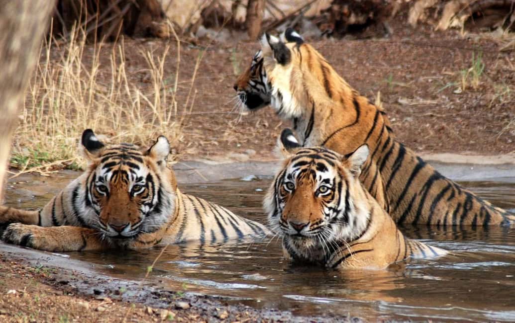 3- Day Jim Corbett National Park Tour - Day 2: Morning safari, Corbett Falls photos, and Garjiya Devi Temple views