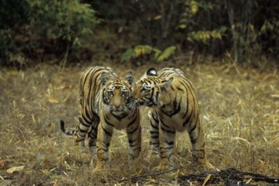 3- Day Jim Corbett National Park Tour - Day 1: Evening jungle safari and a real first look at Corbett wildlife
