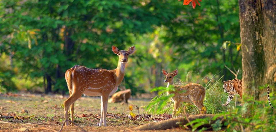 3- Day Jim Corbett National Park Tour - Hotel stop: clean and relaxing, but don’t expect a scenic stage