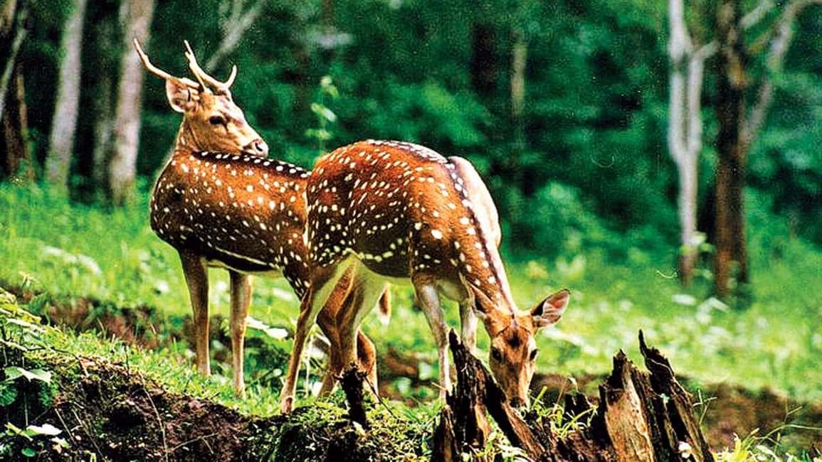 3- Day Jim Corbett National Park Tour - Practical tips that can save your day (and your energy)