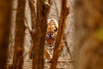 3-Day Private Ranthambhore Tiger Tour Including Delhi, Agra, Jaipur - Agra Fort, then the 5-hour transfer to Ranthambore