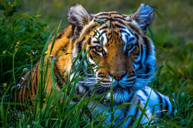 4 Day Golden Triangle Tour with Ranthambore Tiger Safari - Jaipur half-day circuit: City Palace, Jantar Mantar, Hawa Mahal photos