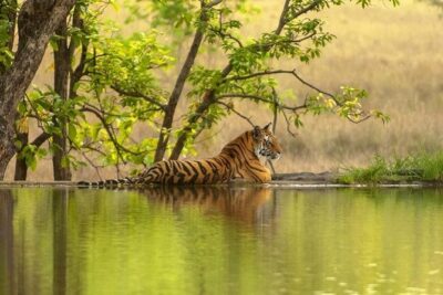4 Day Golden Triangle Tour with Ranthambore Tiger Tour - Agra on a tight schedule: sunrise at the Taj Mahal, then Agra Fort