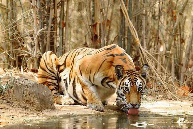 4-Day Private Delhi, Agra & Jaipur with Ranthambore Tiger Safari - Day 1 in New Delhi: Qutub Minar, Lotus Temple, and Old Delhi Food Stops