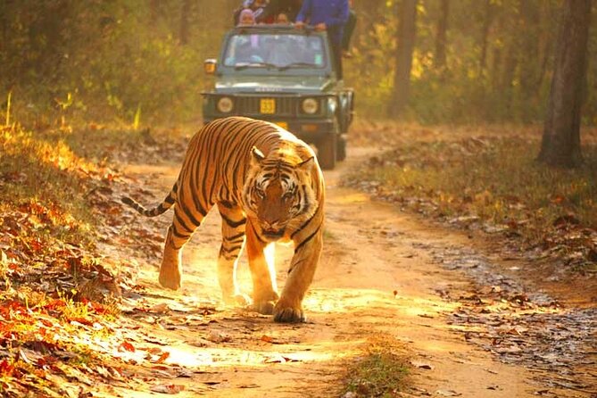 4-Day Private Ranthambhore Tiger Tour Including Delhi, Agra and Jaipur - A Private Golden Triangle + Tigers Plan That Actually Feels Doable