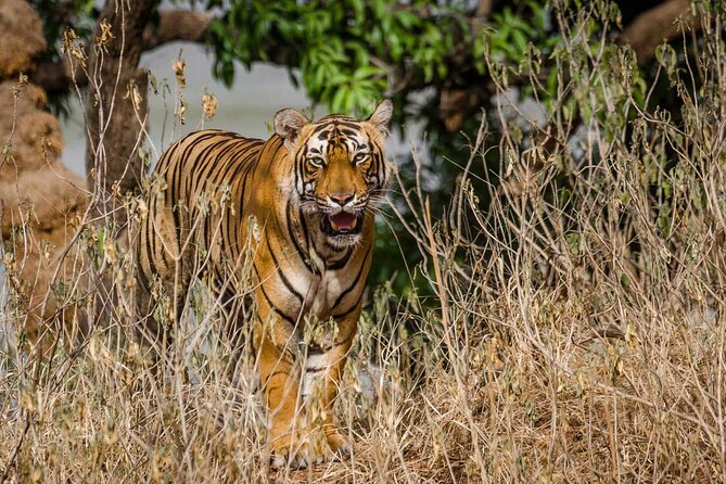4-Day Private Ranthambhore Tiger Tour Including Delhi, Agra and Jaipur - Jaipur Highlights: Amber Fort, the Pink Skyline, and Jantar Mantar