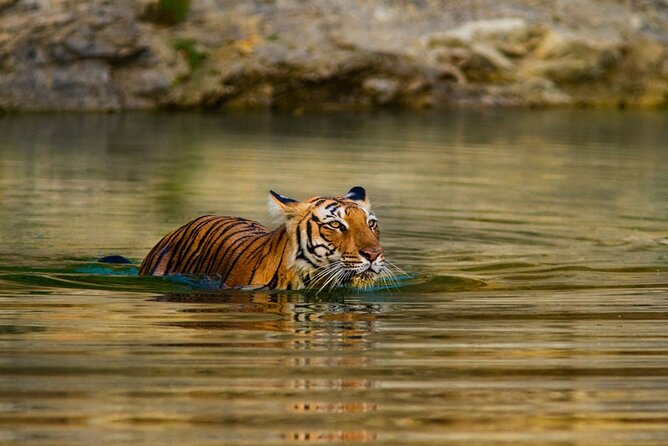 4-Day Private Ranthambhore Tiger Tour Including Delhi, Agra and Jaipur - Price and Logistics: Is $549.30 Good Value for What’s Included?