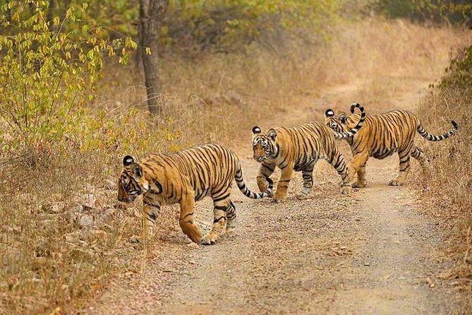 4-Day Ranthambore Tiger Safari Tour to Agra and Jaipur from Delhi - Day 4 Jaipur Sights: Amber Fort, Hawa Mahal View, City Palace, and Jantar Mantar