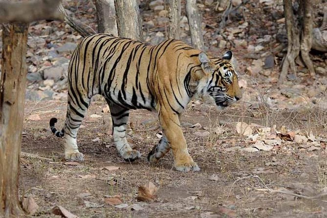 4 Days Golden Triangle Tour with Ranthambore from Delhi - Day 3 in Ranthambore: Morning Safari in Shared Jeep/Canter