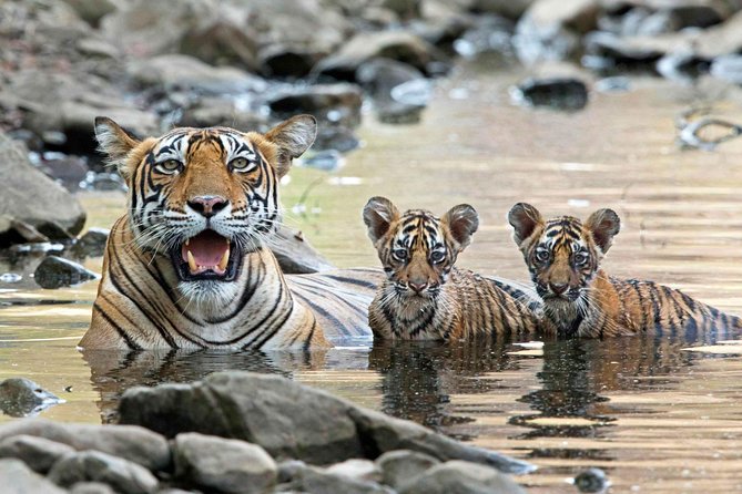 4 Days Golden Triangle Tour with Ranthambore from Delhi - Hotel Setup: Star Rating Choice and Room Sharing Reality
