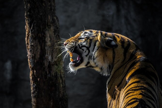 4-Days Golden Triangle Tour with Ranthambore Safari from Delhi - Key Things That Make This Tour Worth a Look