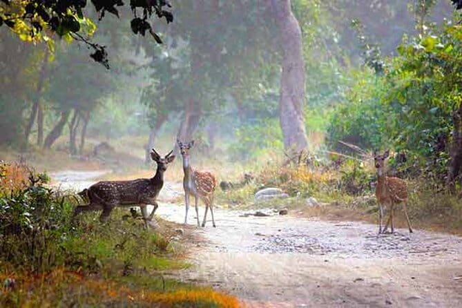 5-Day Golden Triangle Delhi Agra Jaipur Tour with Leopard Safari - FAQ