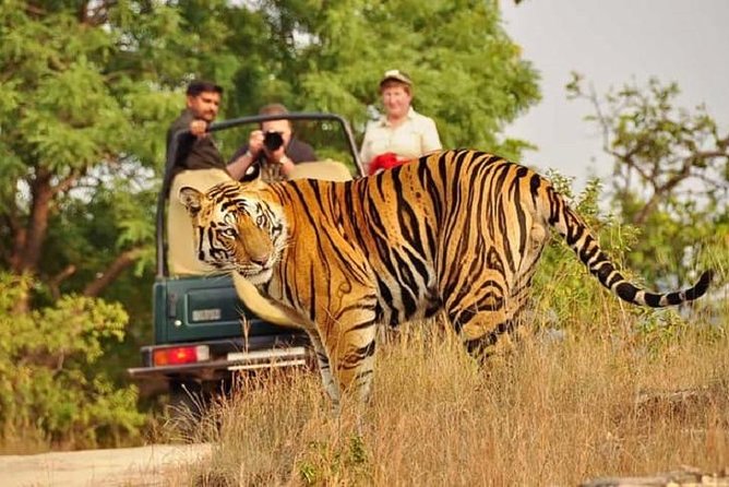 5-Day Private Delhi, Agra and Jaipur with Ranthambhore Tiger Tour From Delhi - A five-day plan that pairs Golden Triangle icons with Ranthambore tigers