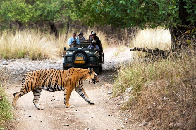 5 Days Golden Triangle Tour with Ranthambore Tiger Safari - Amber Palace and Jaipur City: Hillside Access and Royal-World Viewing
