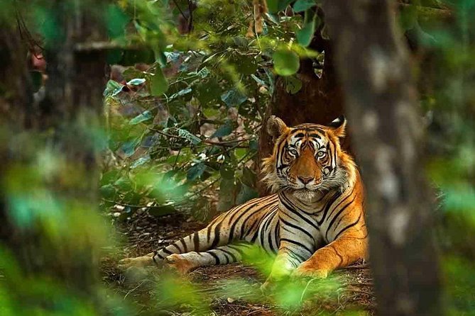 5 Days Golden Triangle Tour with Ranthambore Tiger Safari - Meals, Hotels, and Private Transport: Where the Comfort Comes In
