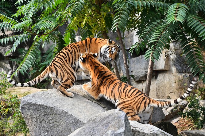 5 Days Golden Triangle Tour with Ranthambore(Delhi Agra Jaipur Ranthambore Tour) - Comfort and support: the small details that keep the trip smooth