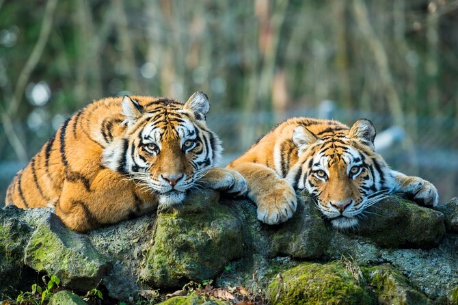 5 Days Golden Triangle with Ranthambore (Delhi Agra Jaipur Ranthambore Tour) - The Golden Triangle plus Ranthambore combo actually makes sense