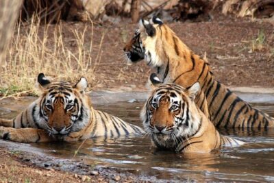 6 Days Golden Triangle Tour with Ranthambore: Delhi Agra Jaipur Ranthambore Tour - Day 1 in Delhi: Qutub Minar, Red Fort, and Jama Masjid Energy