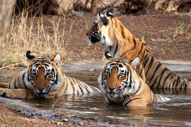 6 Days Golden Triangle Tour with Ranthambore: Delhi Agra Jaipur Ranthambore Tour - Day 1 in Delhi: Qutub Minar, Red Fort, and Jama Masjid Energy