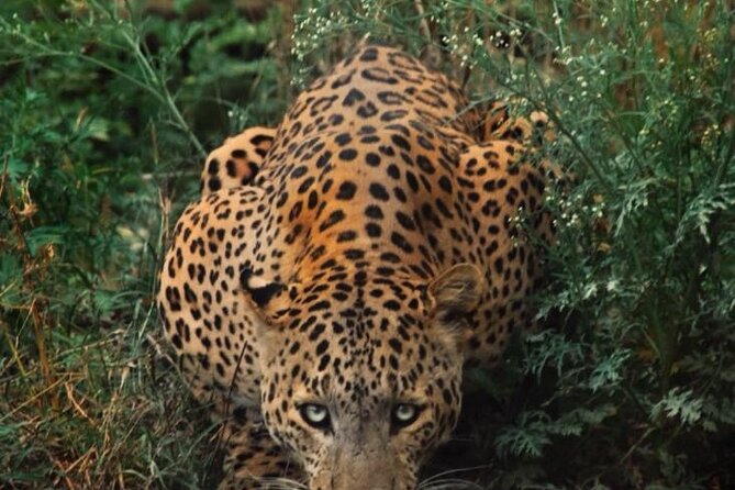 6-Days Golden Triangle Tour With Ranthambore & Jhalana Safari - Key things to know before you go