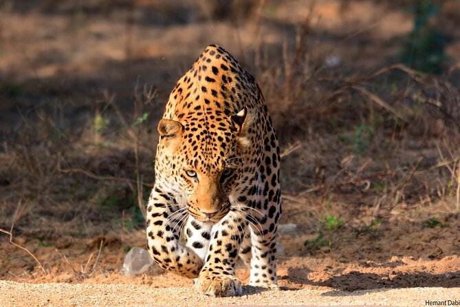 6-Days Golden Triangle Tour With Ranthambore & Jhalana Safari - Golden Triangle Plus Jhalana: why this 6-day pace works