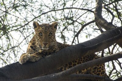 6-Days Golden Triangle Tour With Ranthambore & Jhalana Safari - Day 1 Delhi in a timed highlights loop (Old Delhi + monuments)
