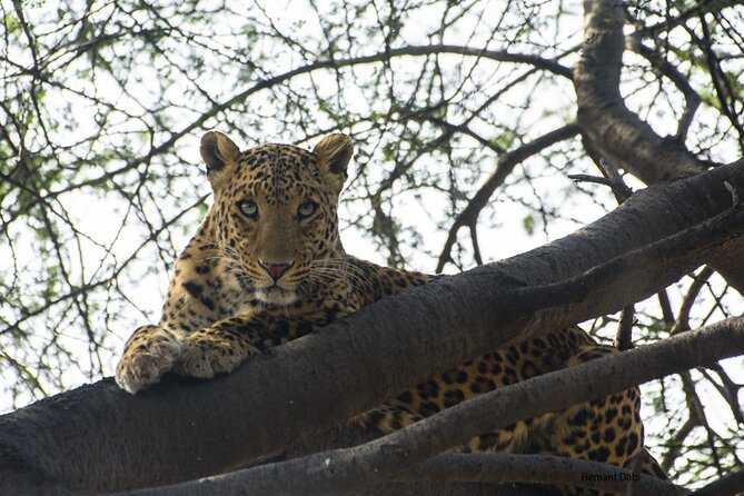 6-Days Golden Triangle Tour With Ranthambore & Jhalana Safari - Day 1 Delhi in a timed highlights loop (Old Delhi + monuments)