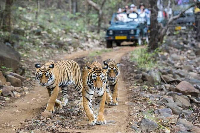 6 Days Golden Triangle with Ranthambore & Varanasi Tour - Key things you’ll notice on this tour