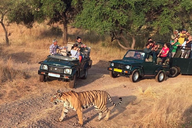 7-Day Golden Triangle & Ranthambore Tiger Safari from Delhi - Day 1 in Delhi: airport pickup and a low-stress start