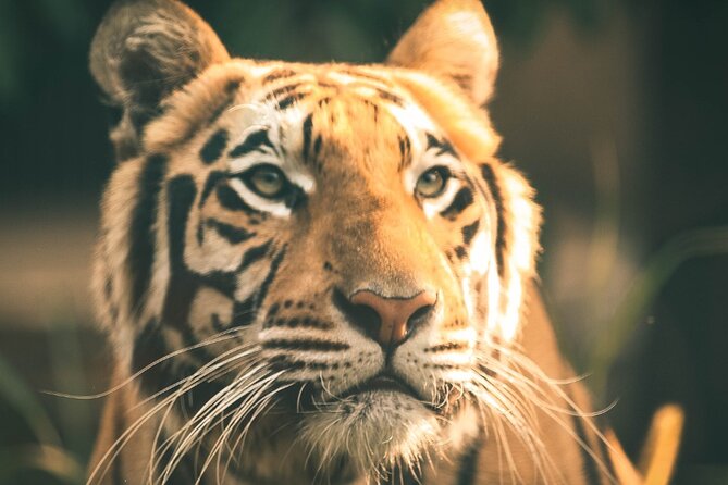 7 Day Golden Triangle Tour with Ranthambore Tiger Tour - Golden Triangle Meets Ranthambore: A Week With Real Contrast