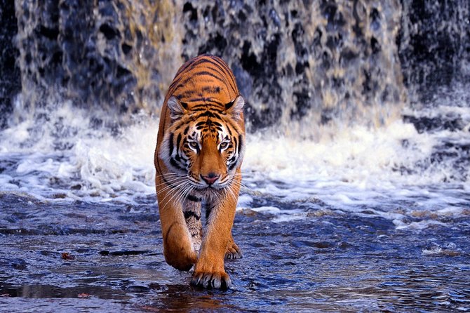 7 Day Golden Triangle Tour with Ranthambore Tiger Tour - Day 2 to Agra: Fort Time and a Mehtab Bagh Taj Moment
