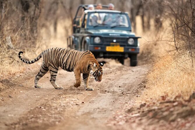 7 Days Golden Triangle Tour with Ranthambore & Varanasi Tour - Sarnath after breakfast: a calmer contrast to Varanasi