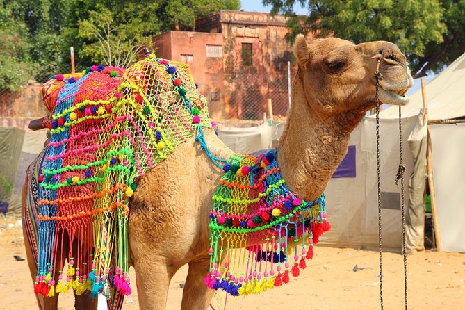 7 - Days Private Golden Triangle Tour with Pushkar - Private Golden Triangle From Delhi: How the Chauffeur and Guides Shape the Trip