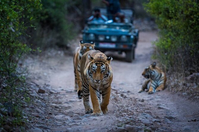 7 Days Ranthambore Tiger Safari and The Golden Triangle Tour - Ranthambore Tiger Safaris: two drives, one park, and the reality of wildlife timing