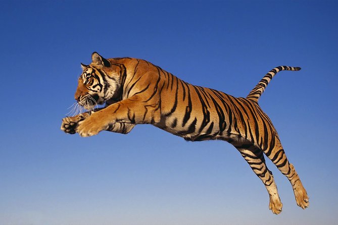 8 Day Golden Triangle Tour with Ranthambore {Taj , Tigers & More} - Fatehpur Sikri Stop on the Way to Tigers