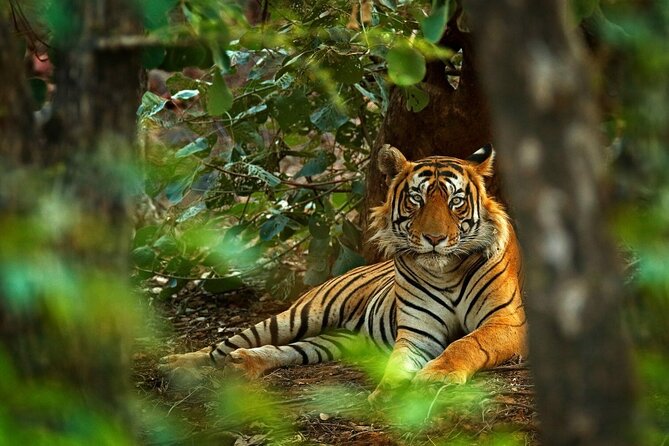 8-Day Private Golden Triangle Tour with a Ranthambore Wildlife Safari From Delhi - A private Golden Triangle plus Ranthambore: why this format works