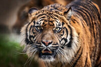 8 Days Delhi Agra Ranthambore Udaipur Jaipur Delhi Tour(Taj, Tigers & Lakes) - Delhi Old City: Jama Masjid, Chandni Chowk rickshaw, and the landmarks you’ll remember