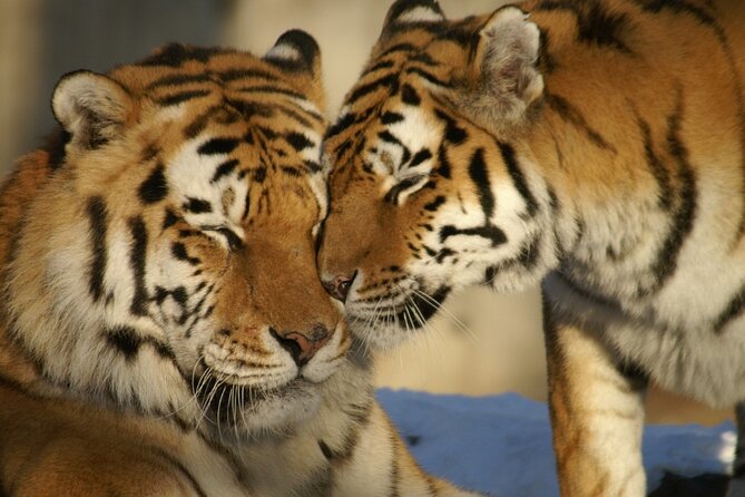 8 Days Golden Triangle Tour with Ranthambore Tiger Tour - Golden Triangle Plus Ranthambore: What this tour delivers
