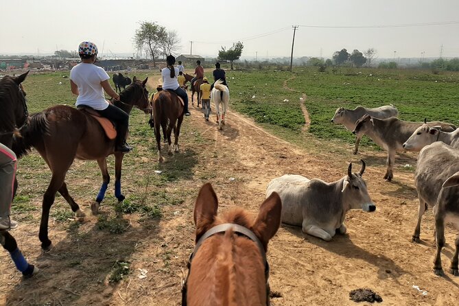 Aravali Trail Experience( Jungle Safari Forest area)- Horseback Riding - Getting There: The 6:00 AM Start and the Meeting Point
